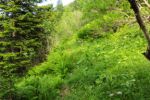 2014-07-05_Laengental-N-Hochweg (642). JPG